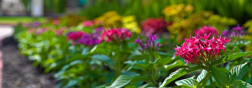 Residential Landscape Miami Fl