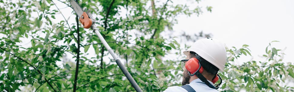 Tree Trimming Miami Fl