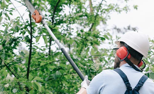 Tree trimming Miami Fl